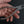 Hokuto Stainless Bone Plier Product vendor
