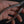 Hokuto Stainless Bone Plier Product vendor