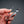 Shinkousha Ideal Torry Utility Tweezer - Tetogi